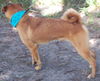 Gobo the Shiba Inu