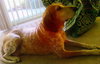 Freckles the Fabulous Companion
