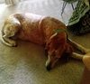 Freckles the Fabulous Companion