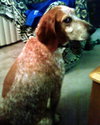 Freckles the Fabulous Companion