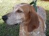Freckles the Fabulous Companion