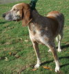 Freckles the Fabulous Companion