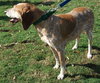 Freckles the Fabulous Companion