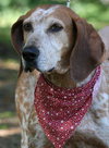 Freckles the Fabulous Companion