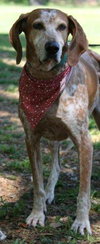 Freckles the Fabulous Companion