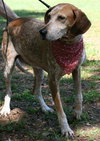 Freckles the Fabulous Companion