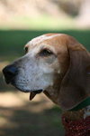 Freckles the Fabulous Companion