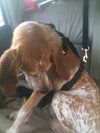 Freckles the Fabulous Companion