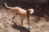 Freckles the Fabulous Companion