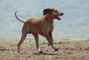Freckles the Fabulous Companion