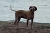 Freckles the Fabulous Companion