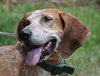 Freckles the Fabulous Companion