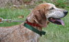 Freckles the Fabulous Companion