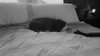 Cleo
