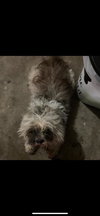Milo