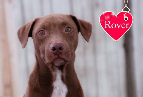 Rover