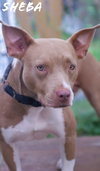 Sheba