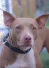 Sheba