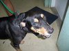 Ruby the Rottie