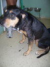 Ruby the Rottie