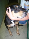 Ruby the Rottie