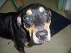 Ruby the Rottie