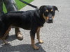 Ruby the Rottie