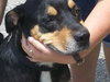 Ruby the Rottie