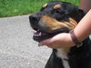 Ruby the Rottie