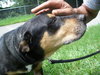Ruby the Rottie