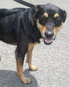 Ruby the Rottie