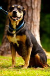 Ruby the Rottie