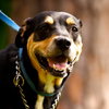 Ruby the Rottie