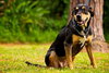 Ruby the Rottie