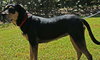 Ruby the Rottie