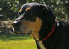 Ruby the Rottie