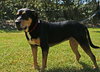 Ruby the Rottie