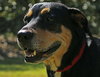 Ruby the Rottie