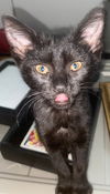 Salem