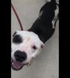 Petey