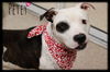 Petey