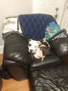 Petey