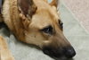 Koba