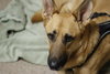 Koba