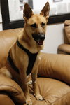 Koba