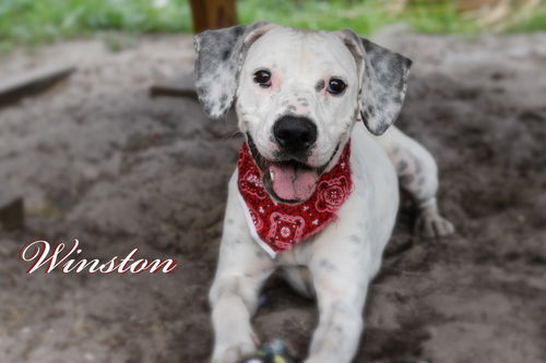 Winston