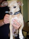 Goldrush the Chihuahua