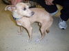Goldrush the Chihuahua