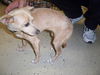 Goldrush the Chihuahua