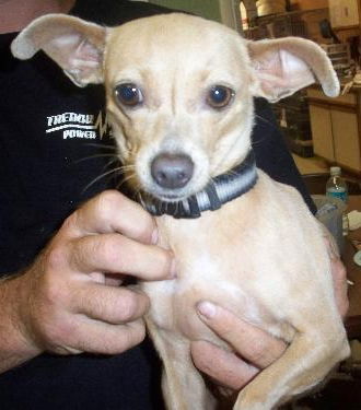 Goldrush the Chihuahua